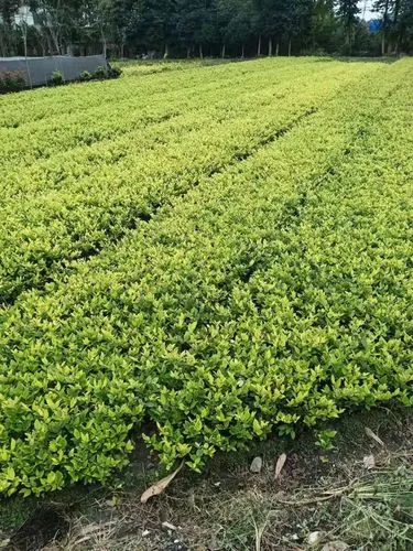 别墅园林景观设计假山布局
