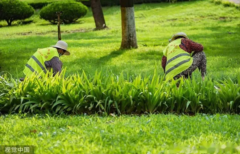 芙蓉区立体绿化工程