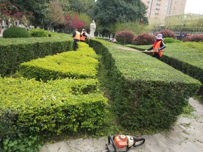 张家港绿化树品种排名